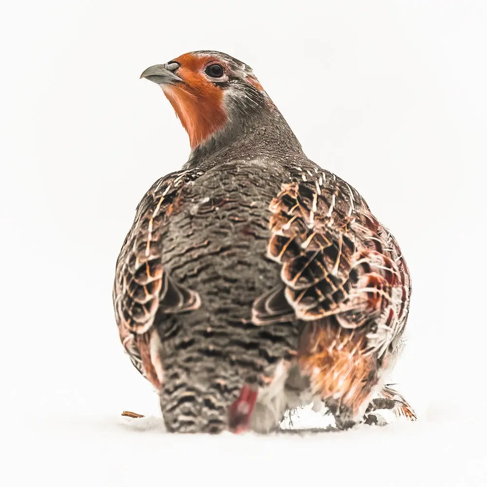 Perdrix grise Jean-Simon Bégin - Photographe Animalier et Artiste Peintre