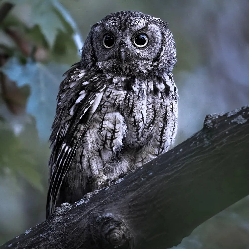 Petit-duc maculé Jean-Simon Bégin - Photographe Animalier et Artiste Peintre