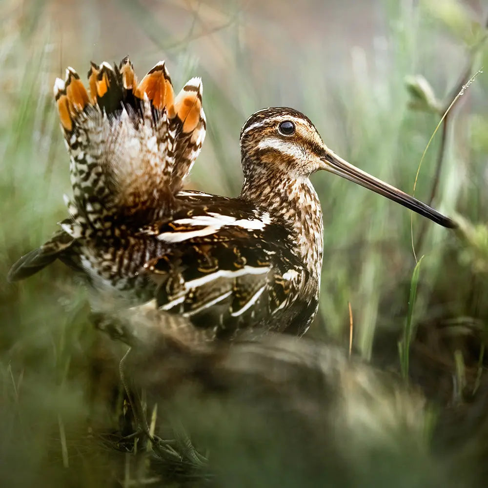 Petite Nyctale Jean-Simon Bégin - Photographe Animalier et Artiste Peintre