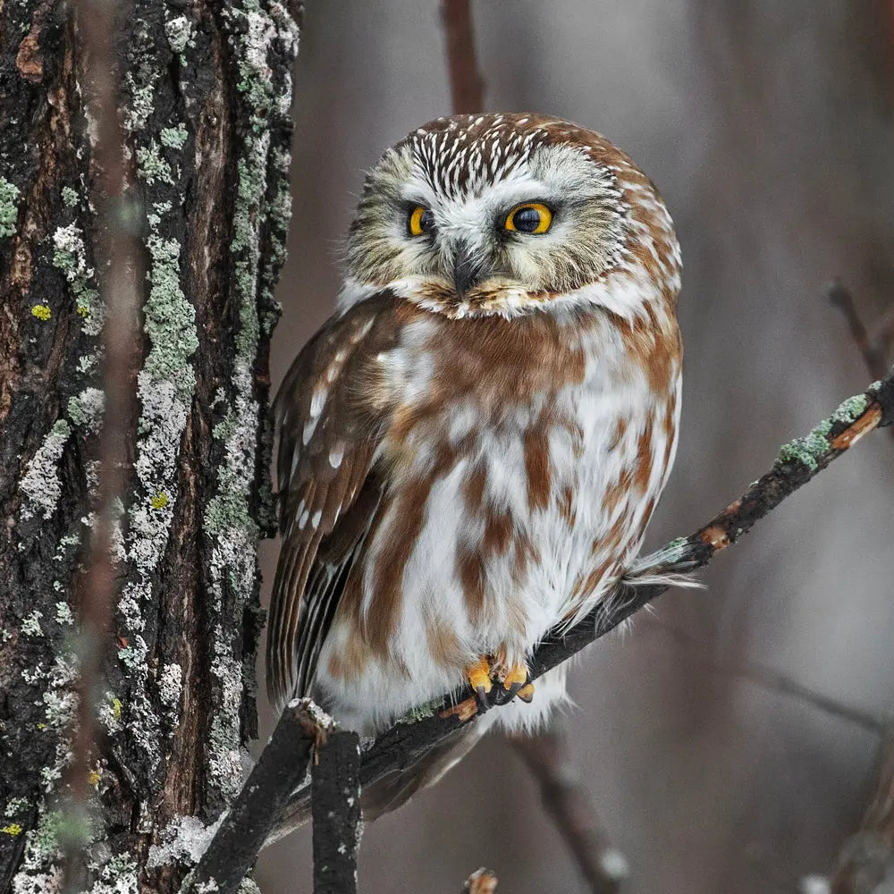 Petite Nyctale Jean-Simon Bégin - Photographe Animalier et Artiste Peintre
