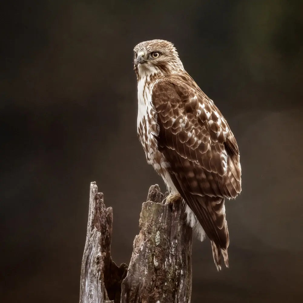 Petite Nyctale Jean-Simon Bégin - Photographe Animalier et Artiste Peintre