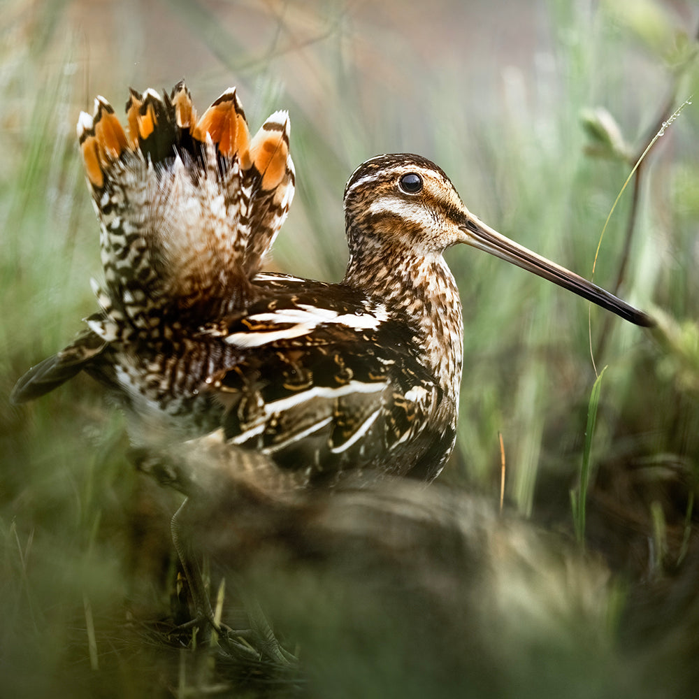 Petite Nyctale Jean-Simon Bégin - Photographe Animalier et Artiste Peintre