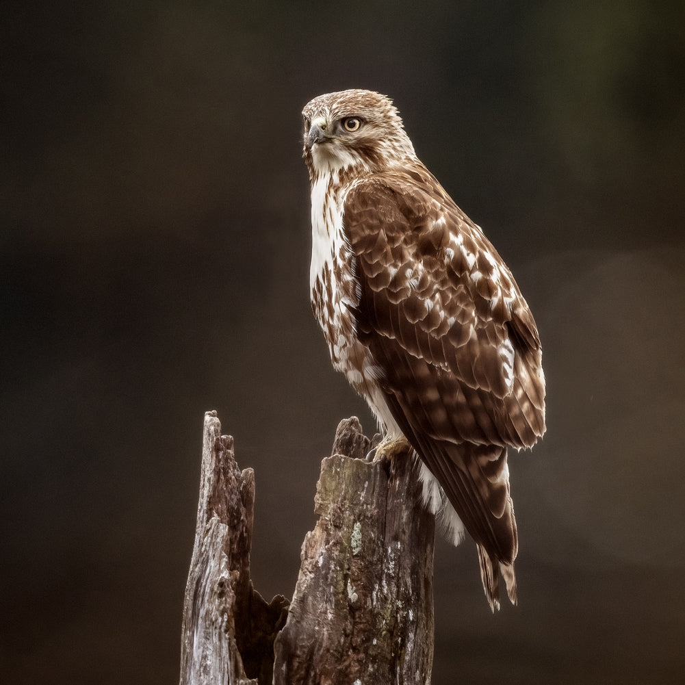 Petite Nyctale Jean-Simon Bégin - Photographe Animalier et Artiste Peintre