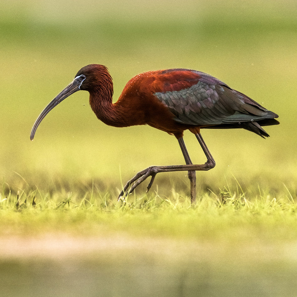 Petite Nyctale Jean-Simon Bégin - Photographe Animalier et Artiste Peintre