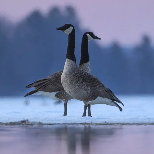 Petite Nyctale Jean-Simon Bégin - Photographe Animalier et Artiste Peintre