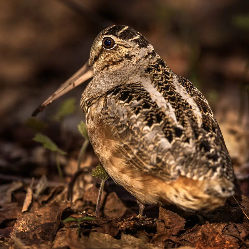 Petite Nyctale Jean-Simon Bégin - Photographe Animalier et Artiste Peintre