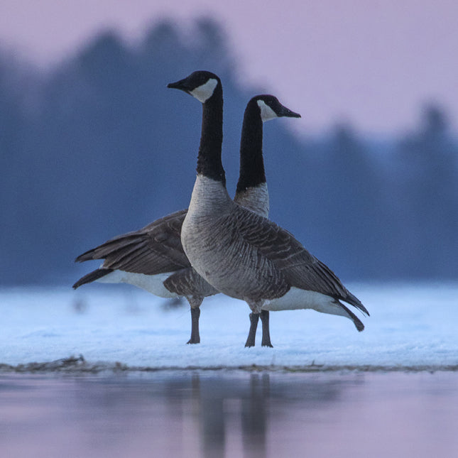 Petite Nyctale Jean-Simon Bégin - Photographe Animalier et Artiste Peintre