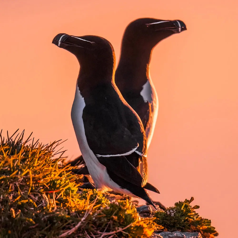 Petit Pingouin Jean-Simon Bégin - Photographe Animalier et Artiste Peintre