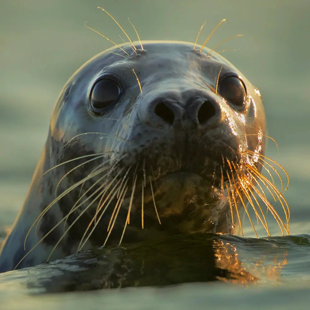 Phoques du Québec - Espèces variées Jean-Simon Bégin - Photographe Animalier et Artiste Peintre