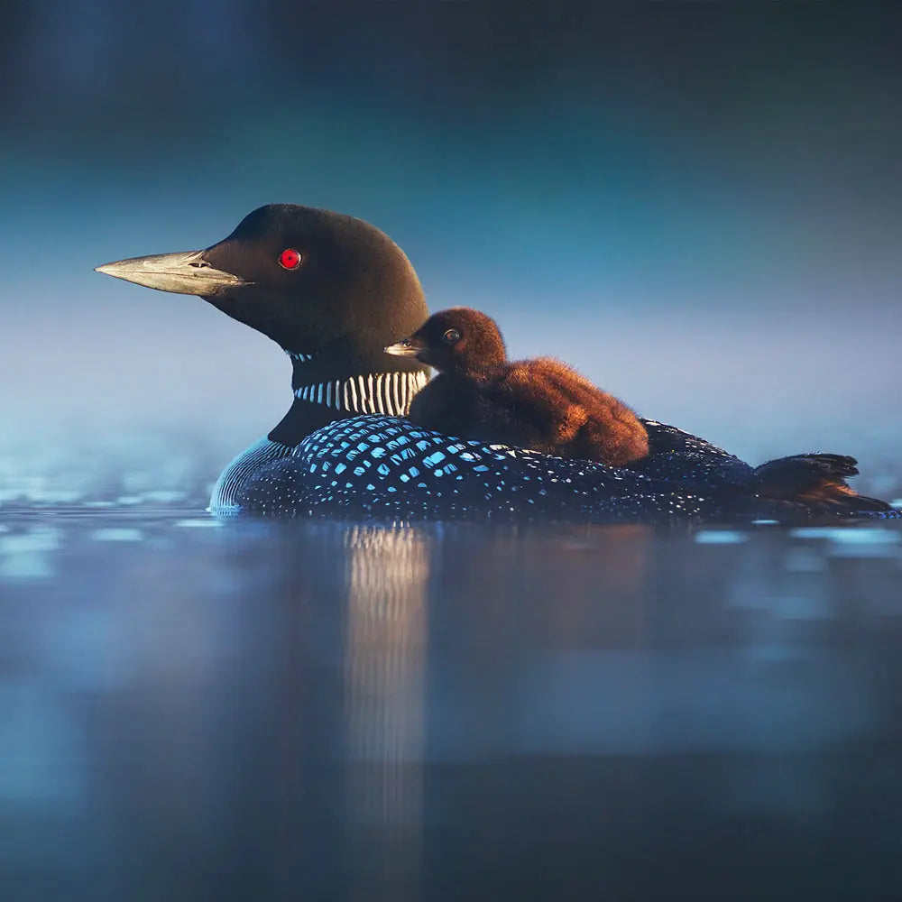 Plongeon huard Jean-Simon Bégin - Photographe Animalier et Artiste Peintre