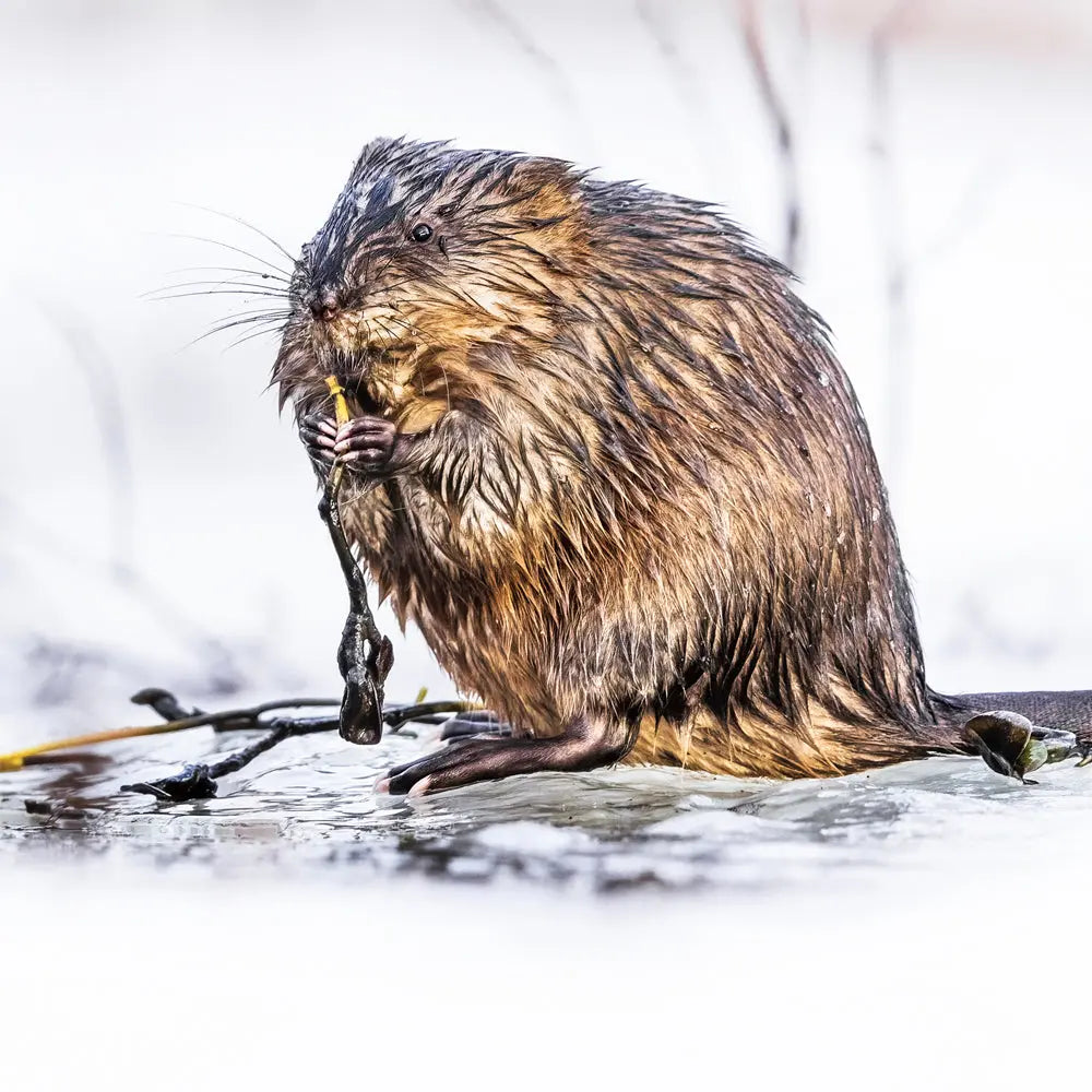 Rat musqué Jean-Simon Bégin - Photographe Animalier et Artiste Peintre
