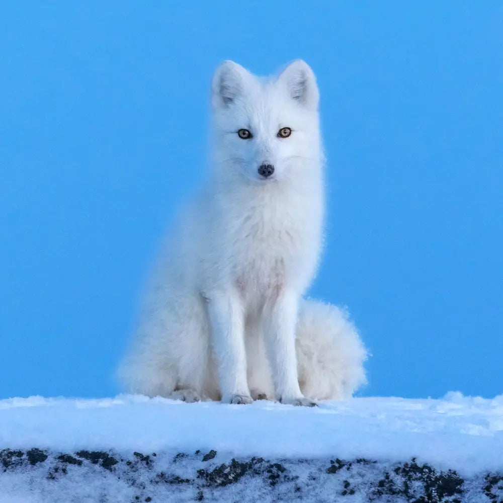 Renard arctique Jean-Simon Bégin - Photographe Animalier et Artiste Peintre