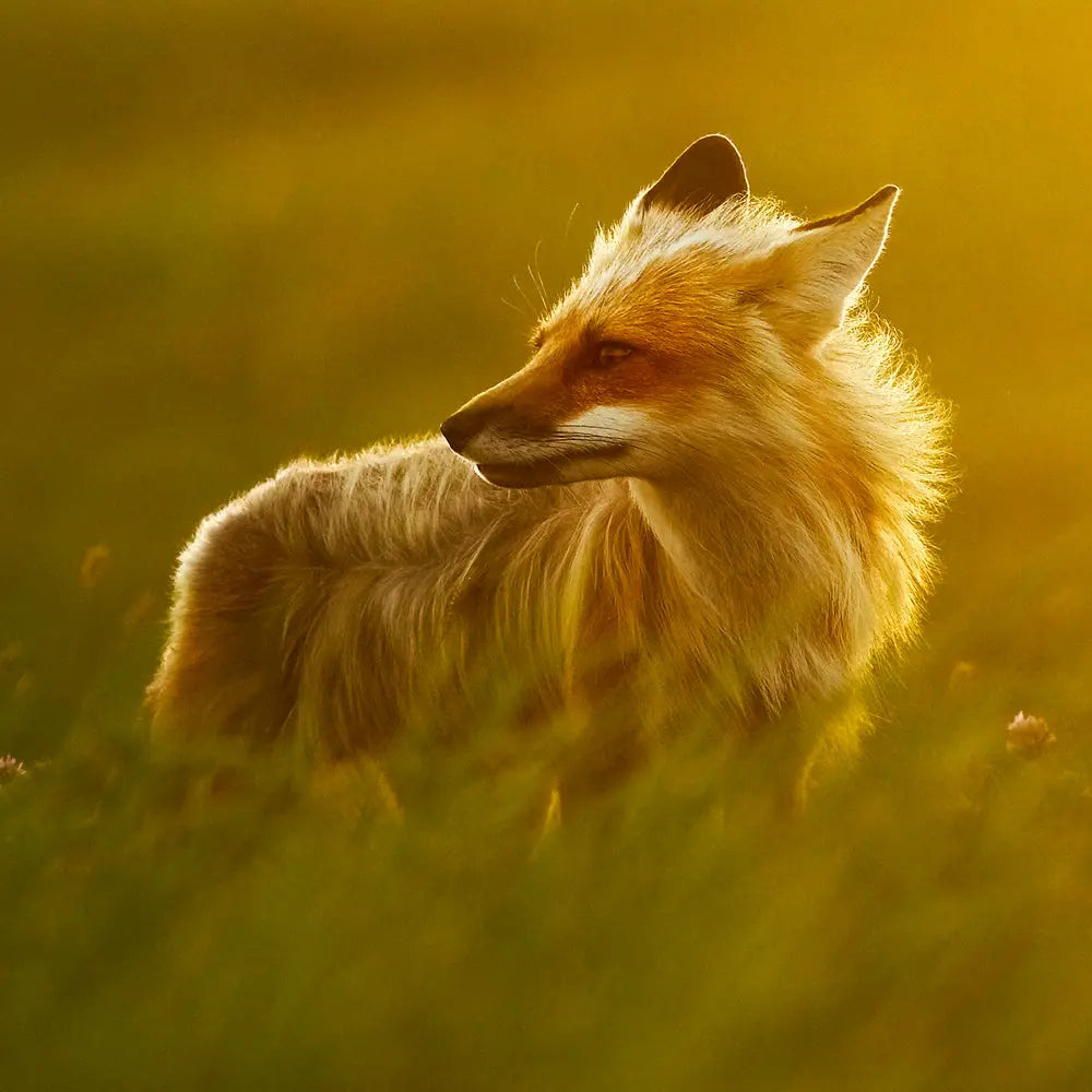 Renard roux - Été Jean-Simon Bégin - Photographe Animalier et Artiste Peintre
