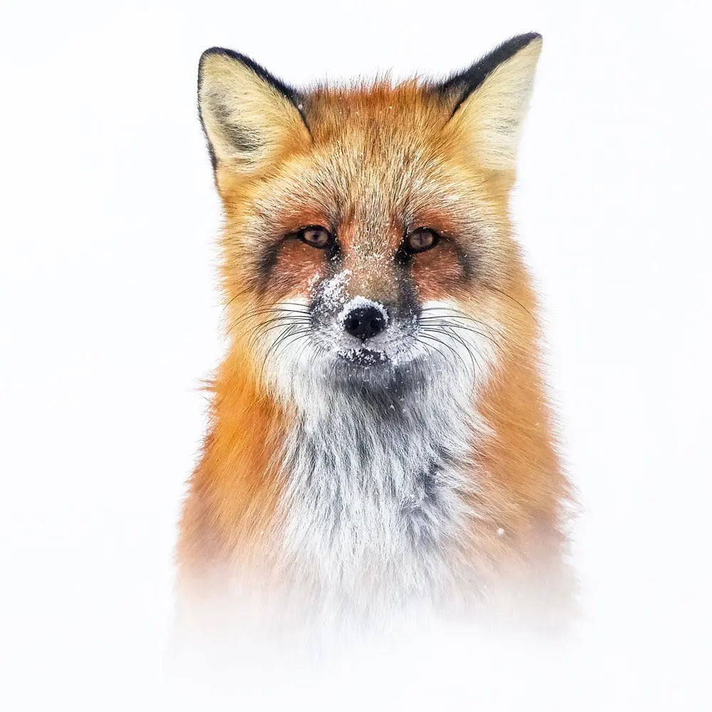 Renard roux - Hiver Jean-Simon Bégin - Photographe Animalier et Artiste Peintre