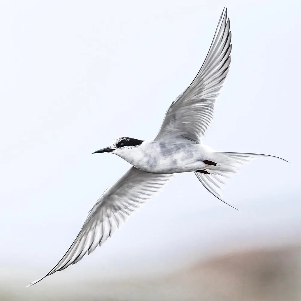 Sterne arctique Jean-Simon Bégin - Photographe Animalier et Artiste Peintre