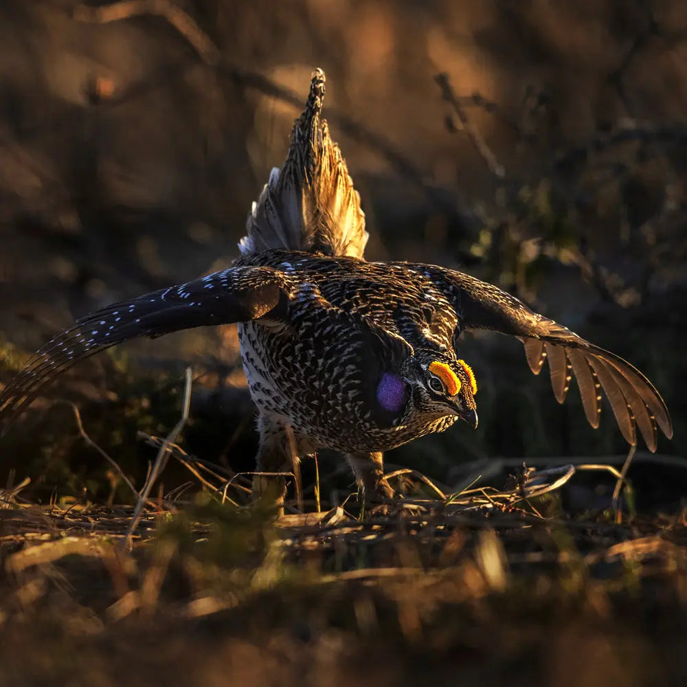 Tétras à queue fine Jean-Simon Bégin - Photographe Animalier et Artiste Peintre