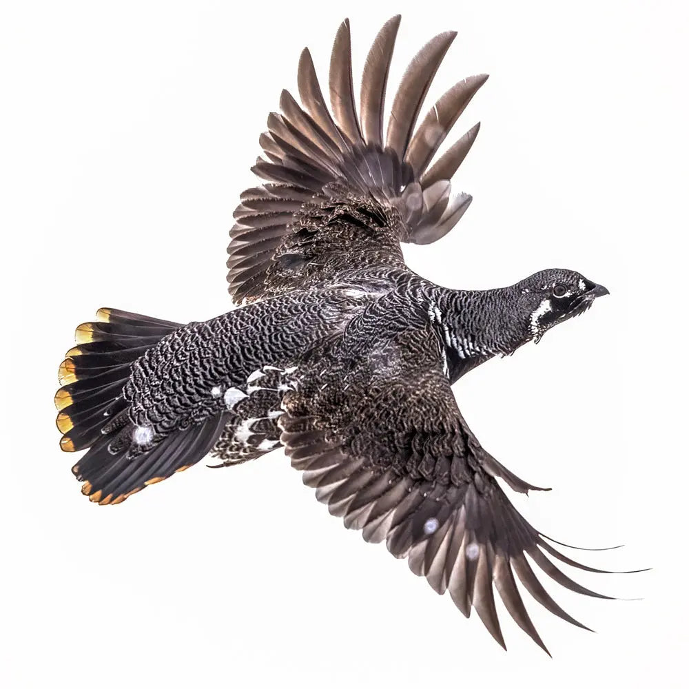 Tétras du Canada Jean-Simon Bégin - Photographe Animalier et Artiste Peintre