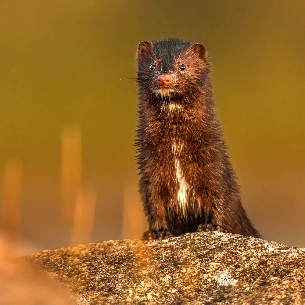 Vison d'Amérique Jean-Simon Bégin - Photographe Animalier et Artiste Peintre