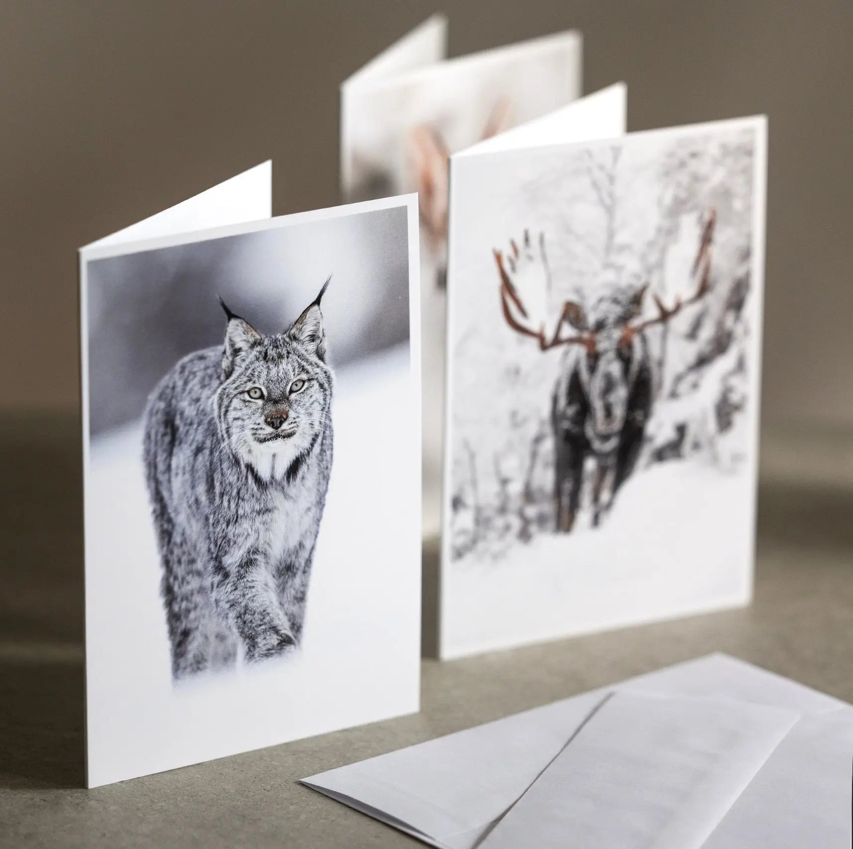 Cartes de souhaits Jean-Simon Bégin - Photographe Animalier et Artiste Peintre