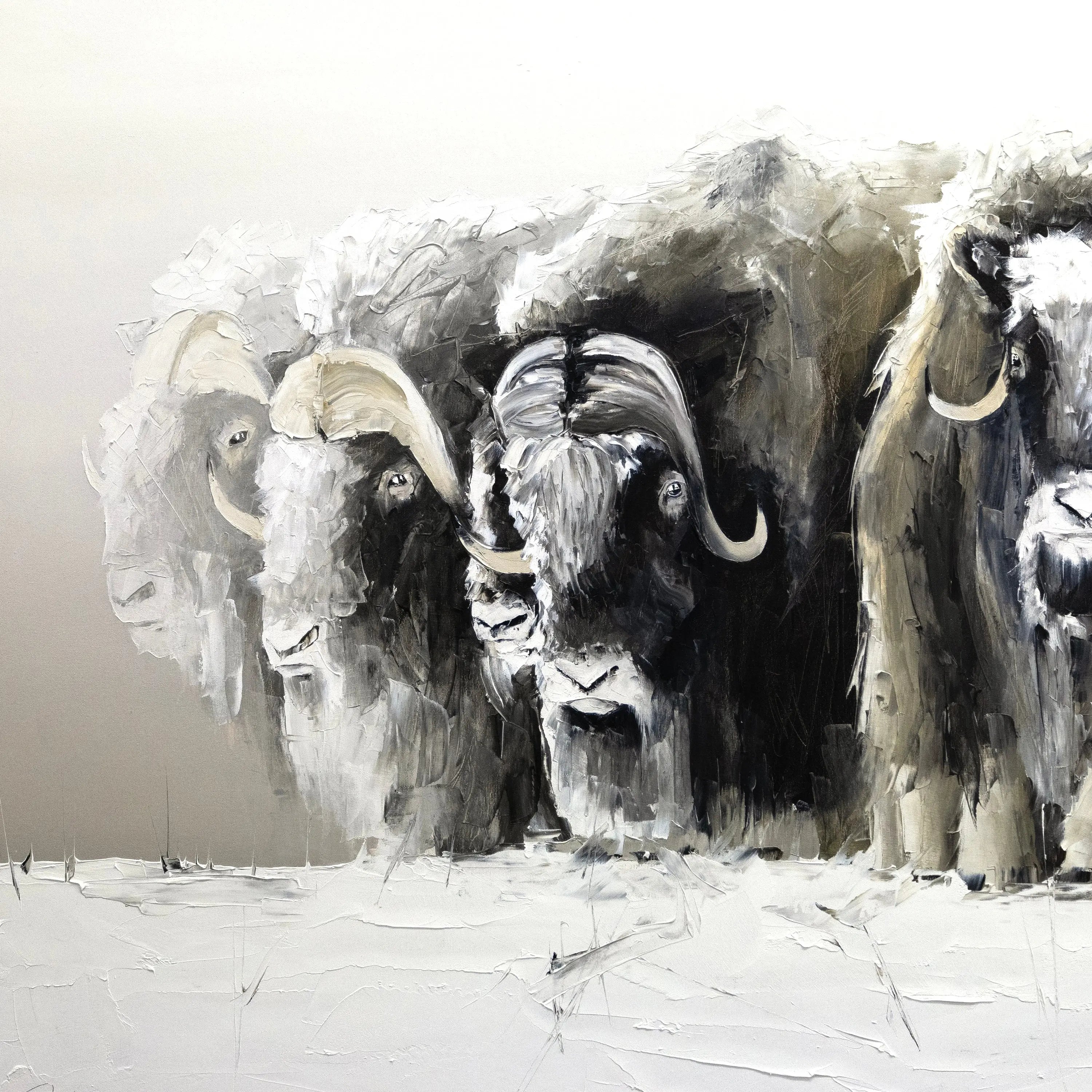 Muskox Jean-Simon Bégin - Photographe Animalier et Artiste Peintre