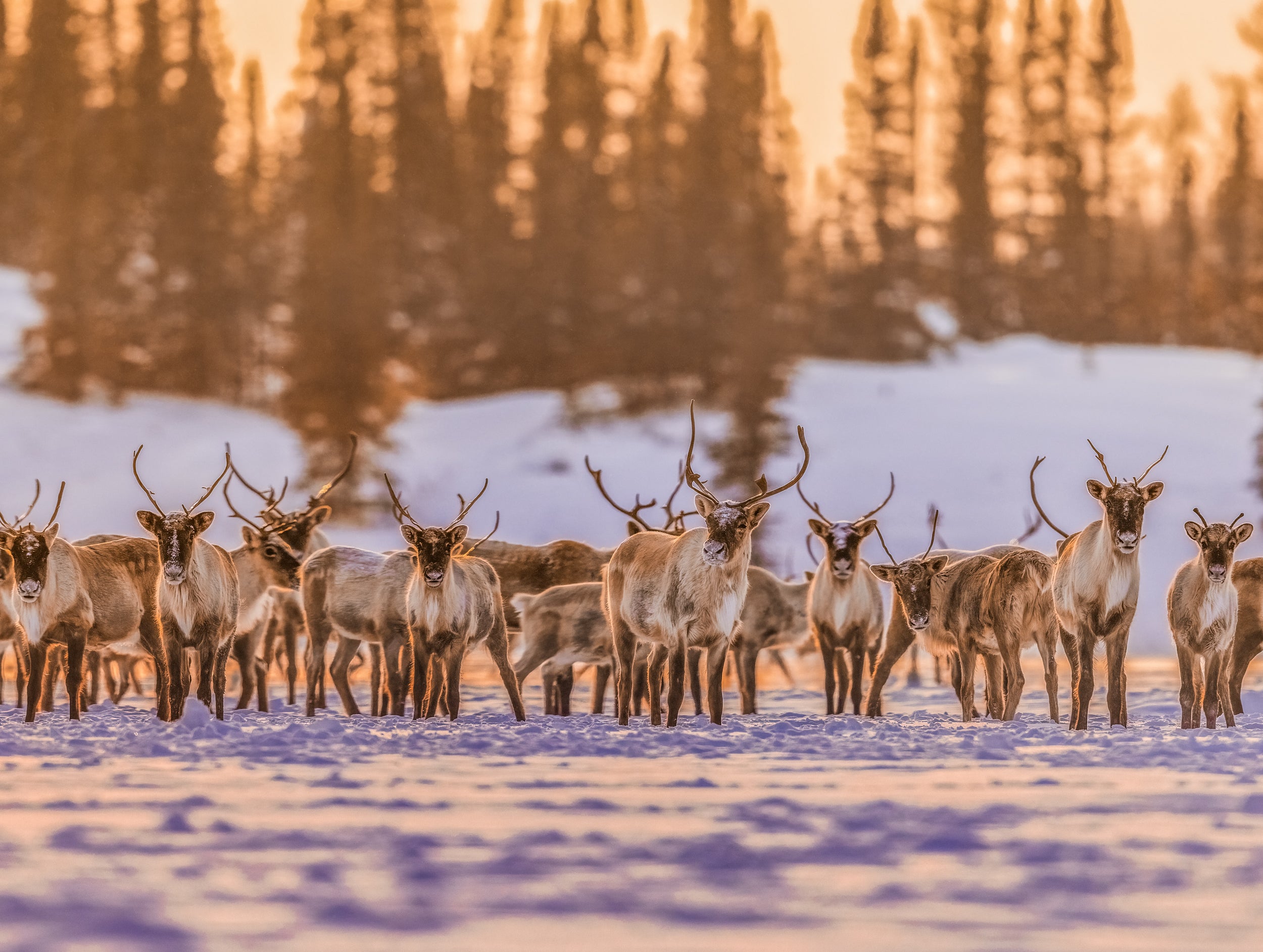 Casse-tête - Caribou hiver