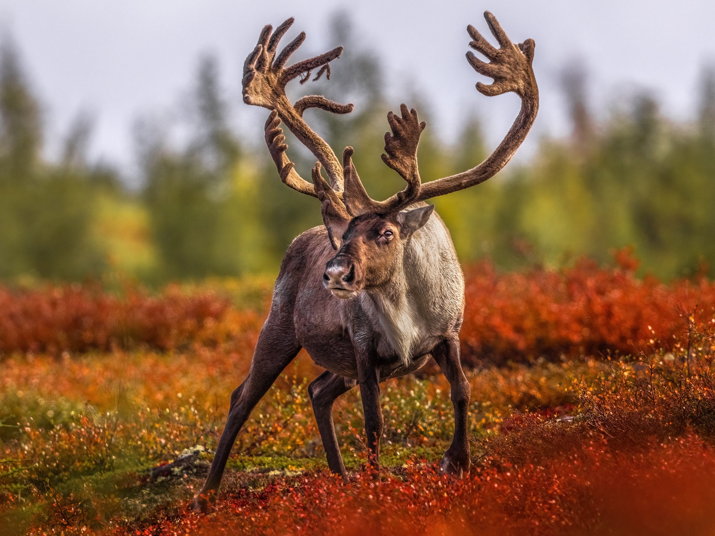 Casse-tête - Caribou automne