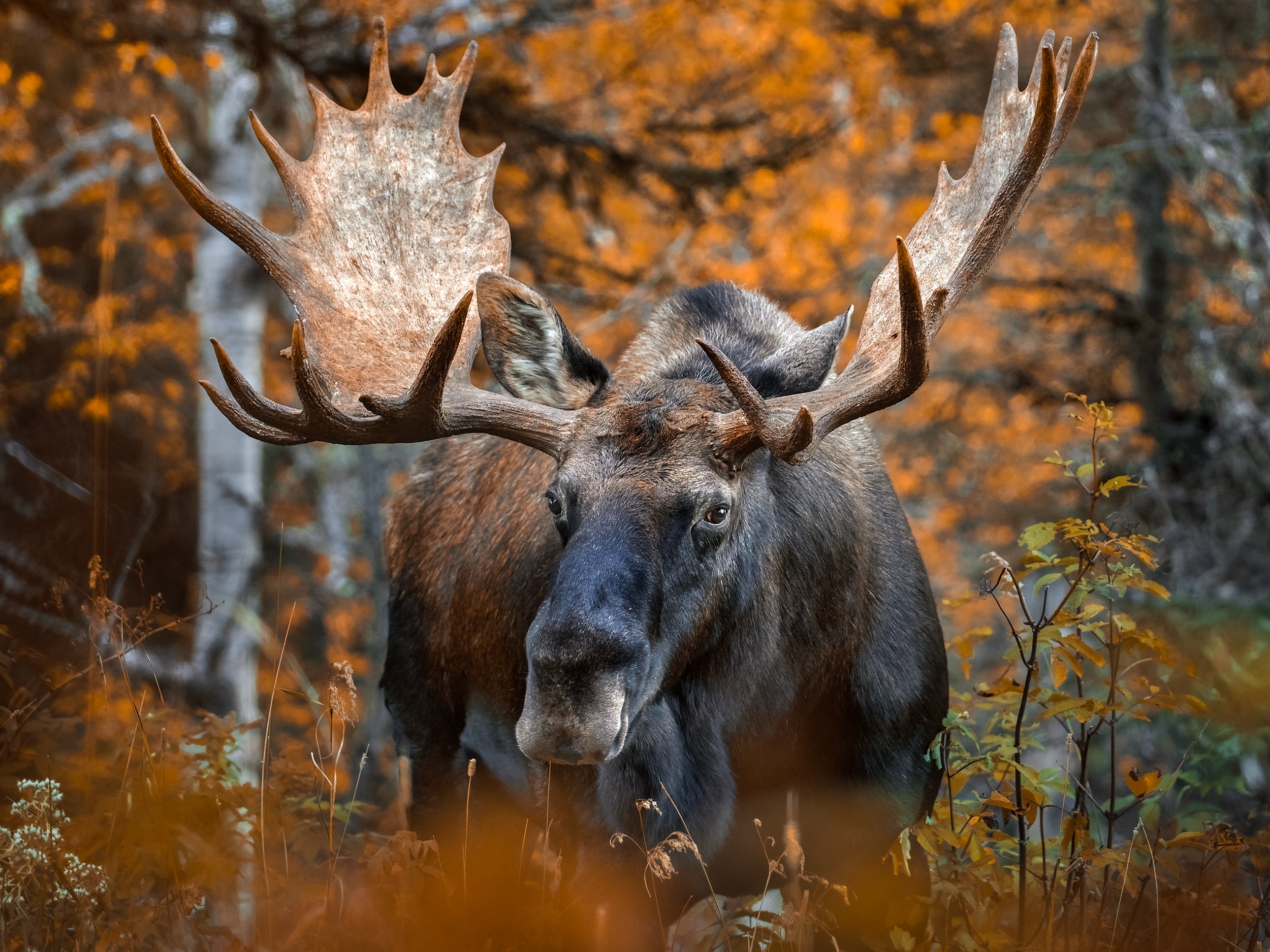 Casse-tête - Orignal