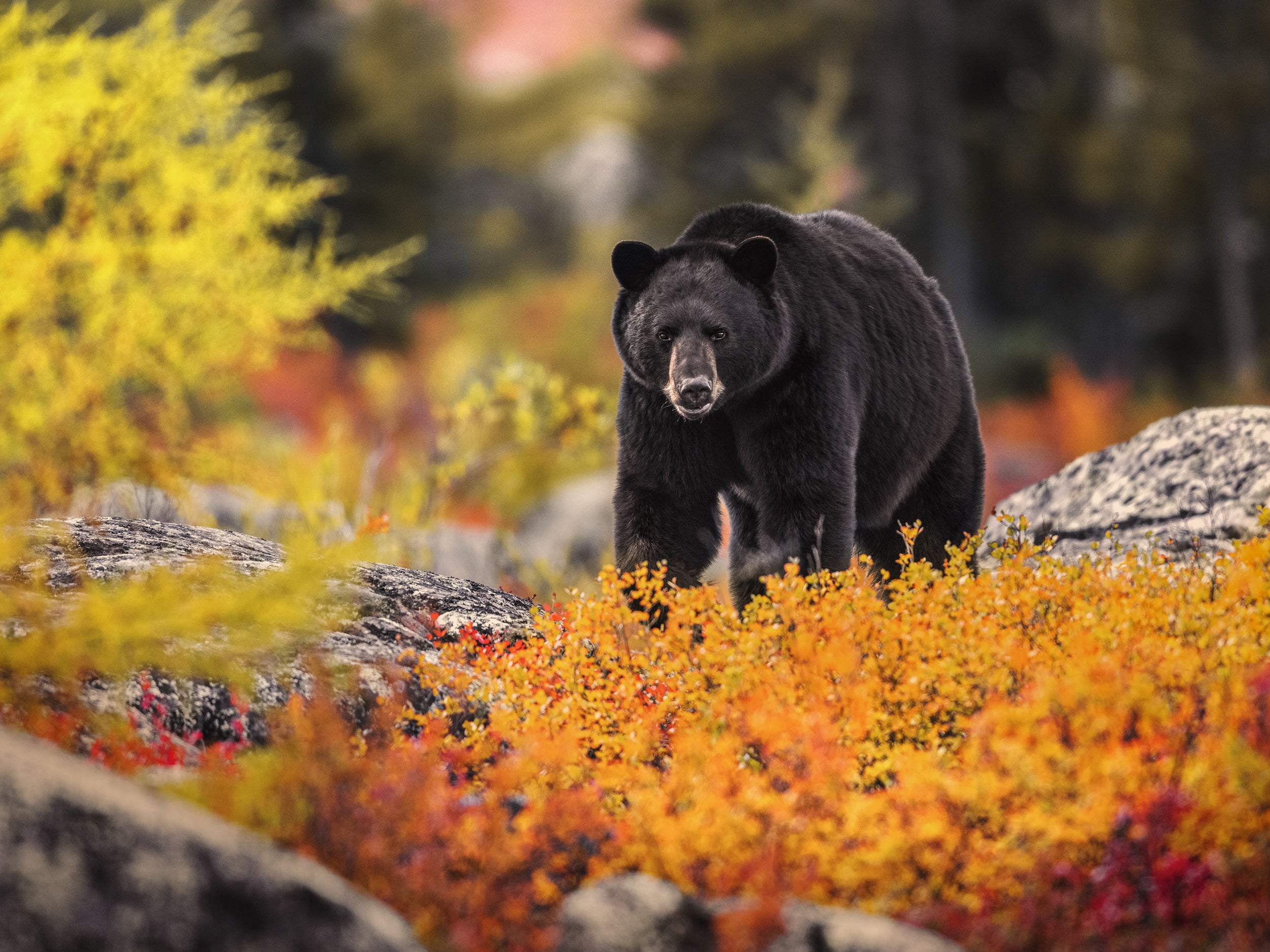 Casse-tête - Ours noir