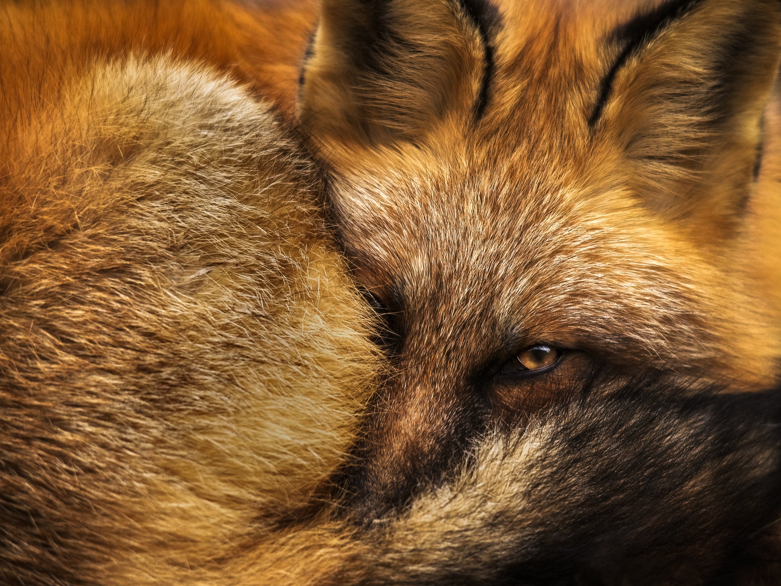 Casse-tête - Renard roux