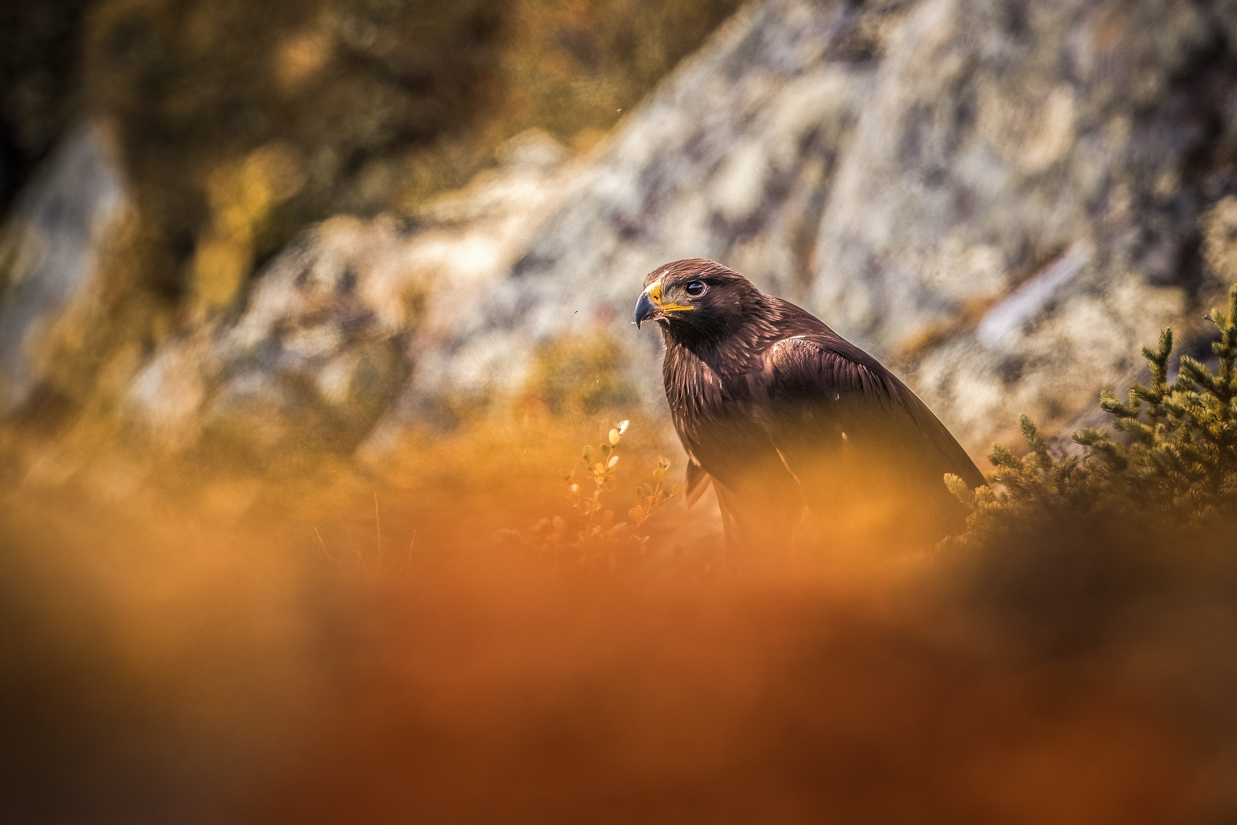 Golden Eagle 001