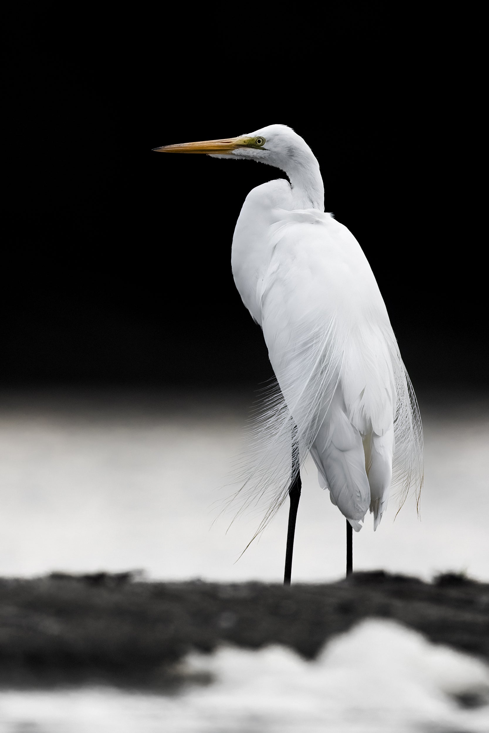 Egret 001