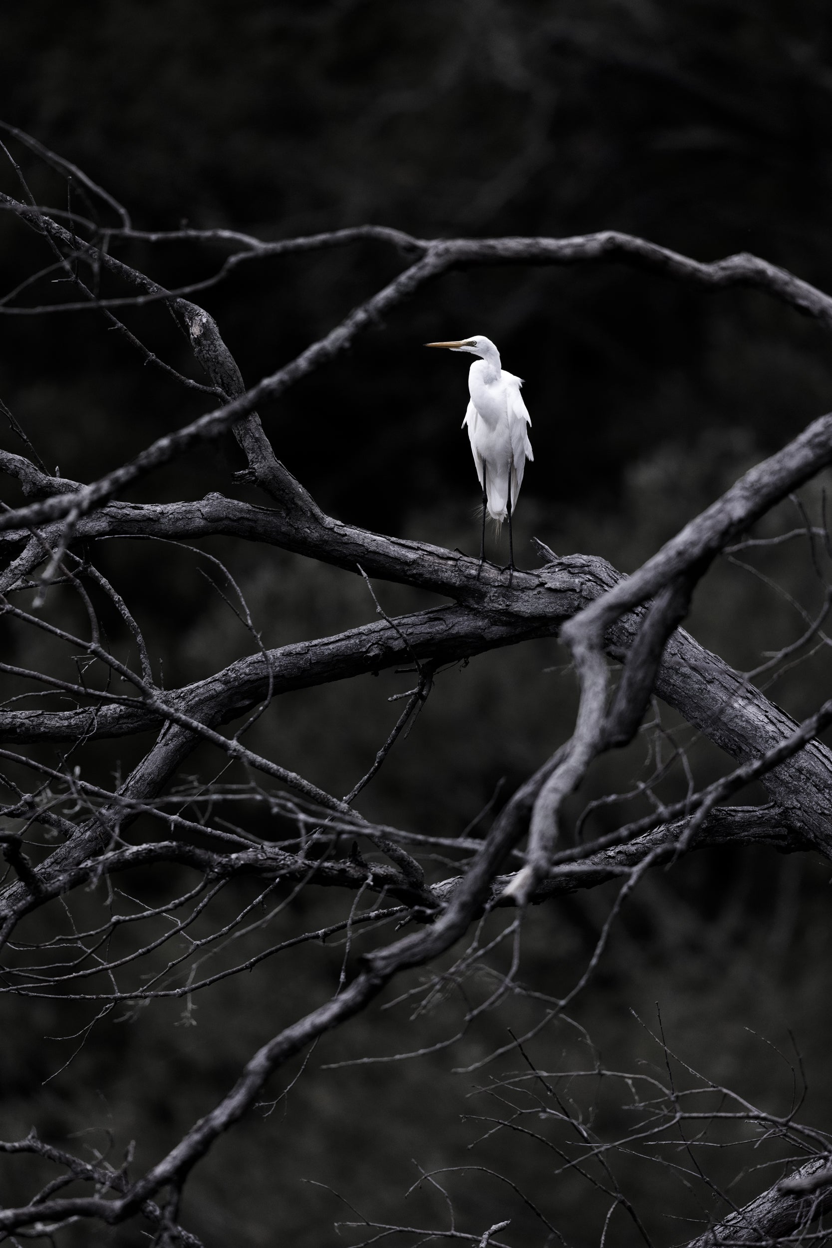 Egret 002