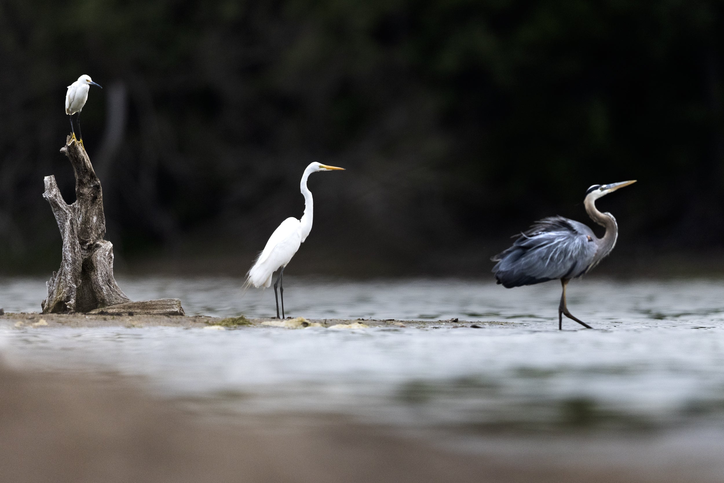 Egret 003