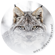 Autocollant - Lynx II