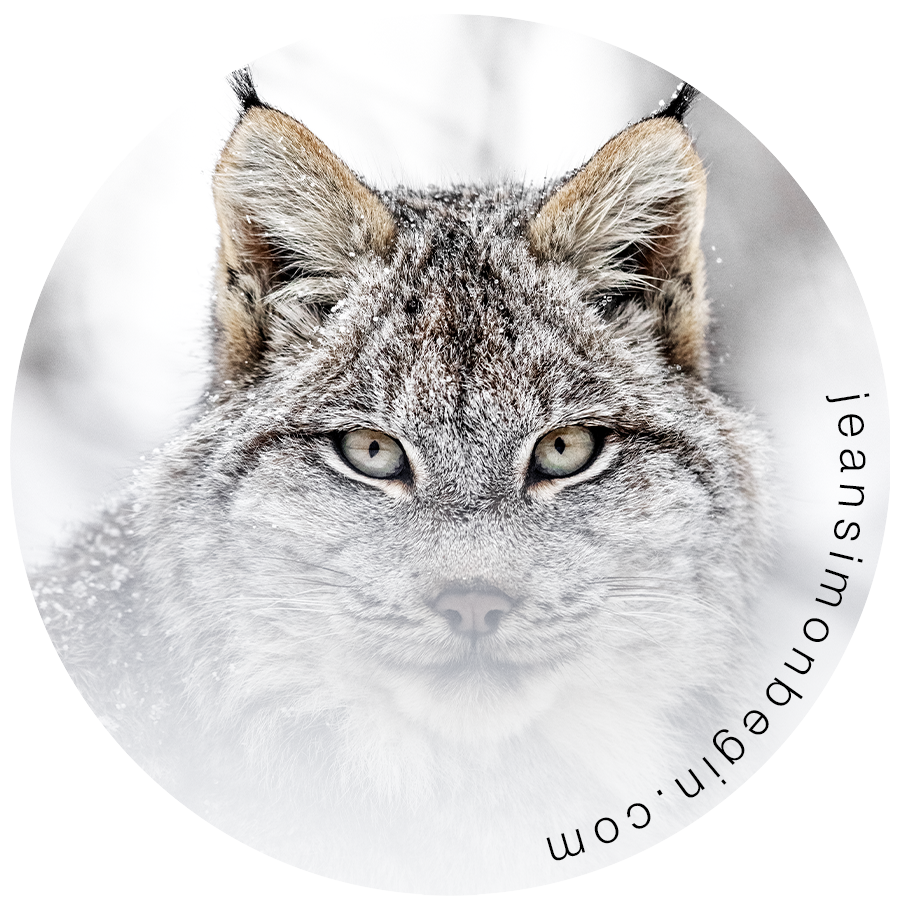 Sticker - Lynx II