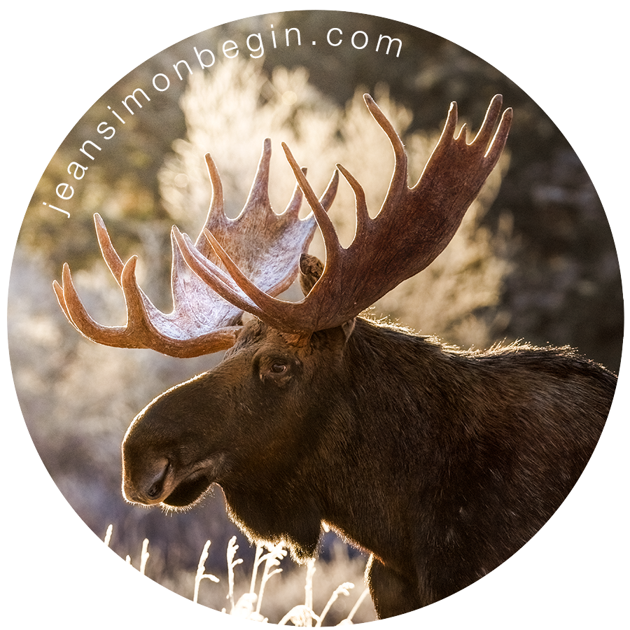 Sticker - Moose I