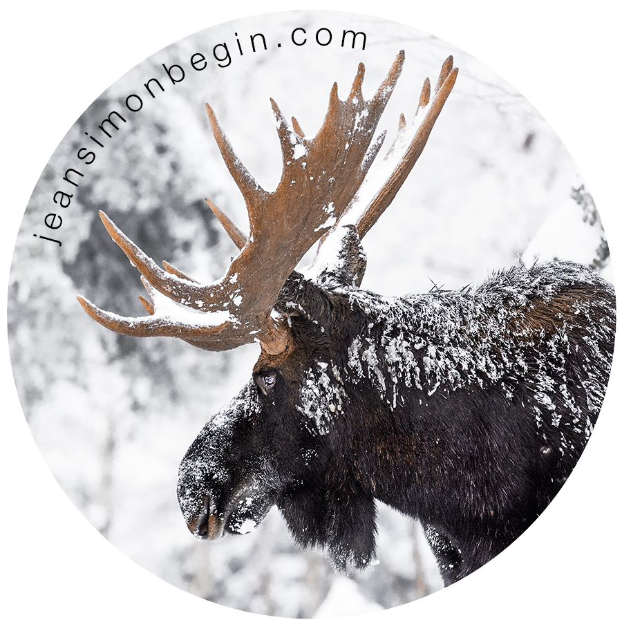 Sticker - Moose II
