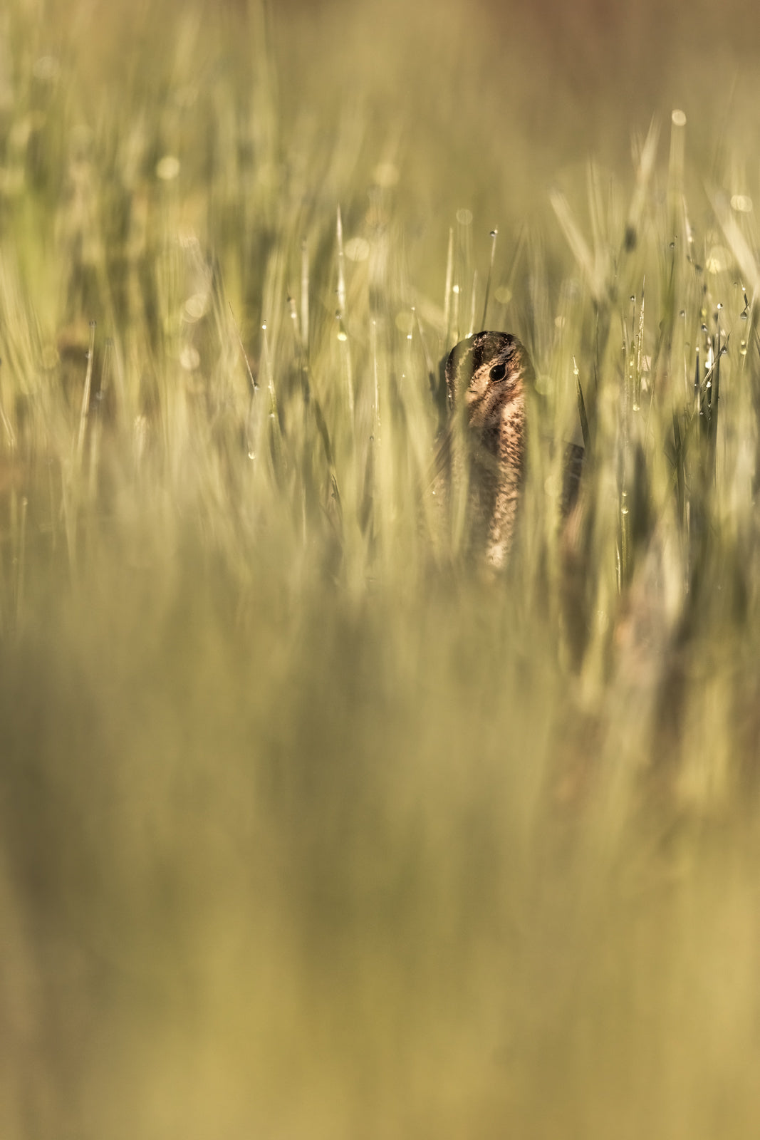 White-tailed deer 094