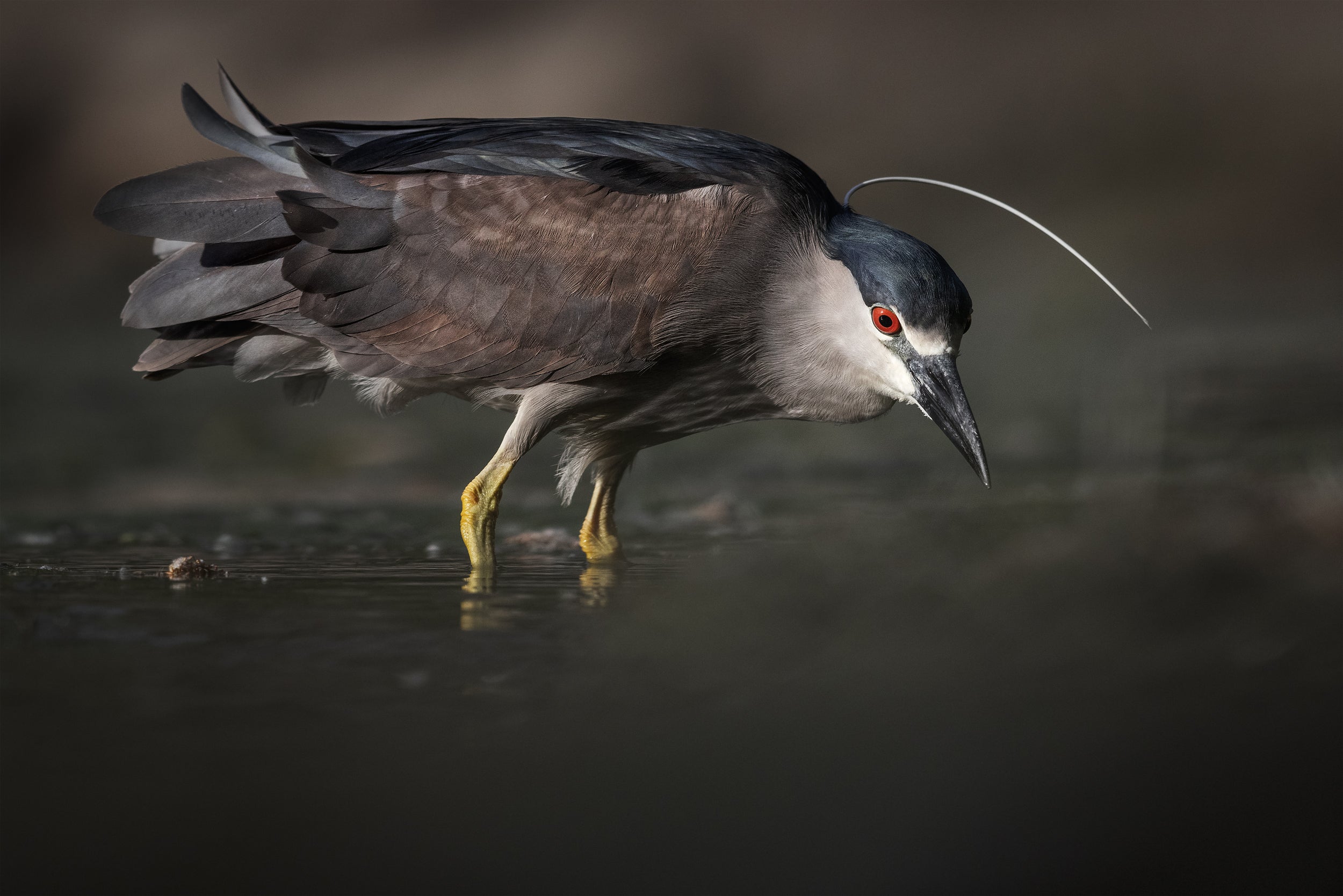 Black-crowned Night Heron 001