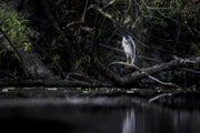 Black-crowned Night Heron 002