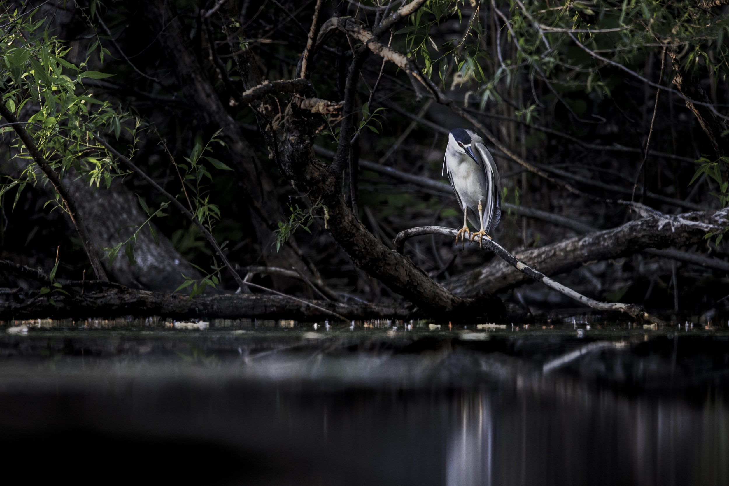 Black-crowned Night Heron 002