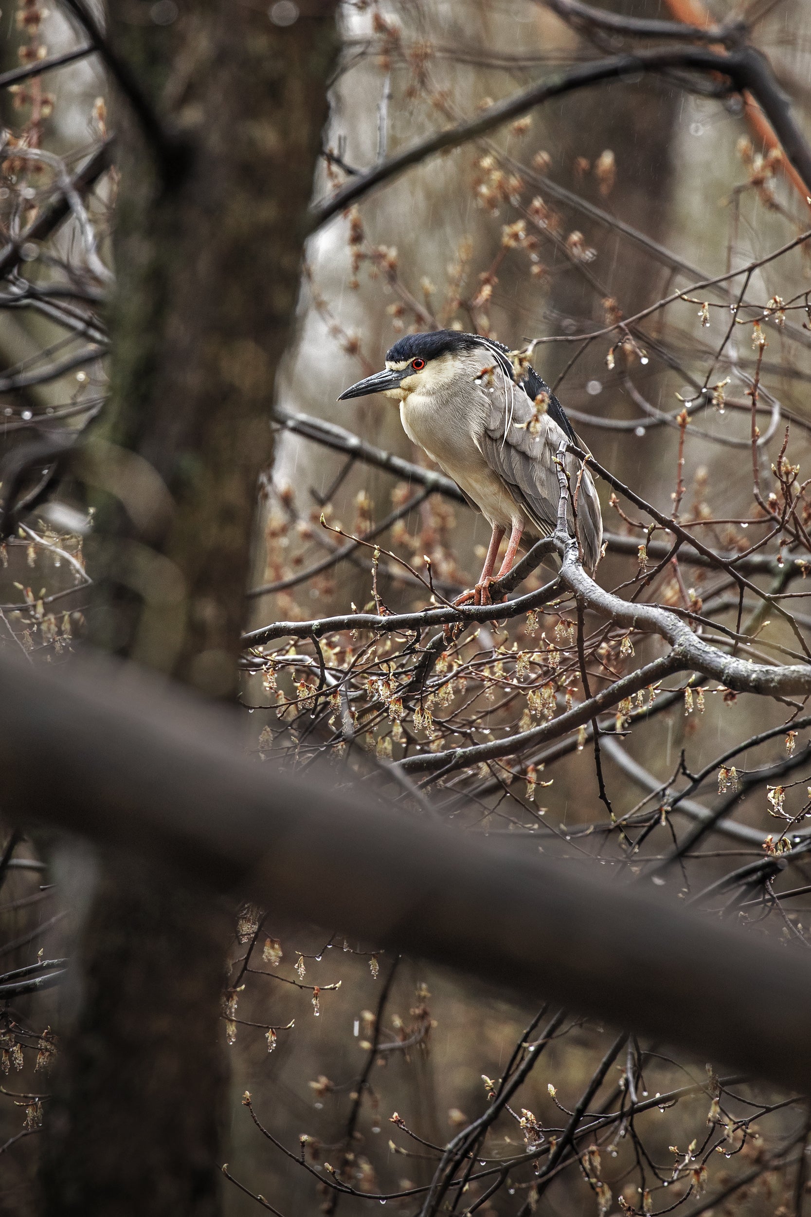 Black-crowned Night Heron 003