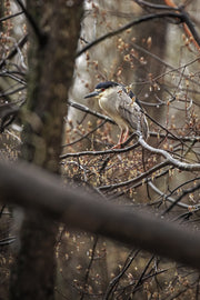 Black-crowned Night Heron 003