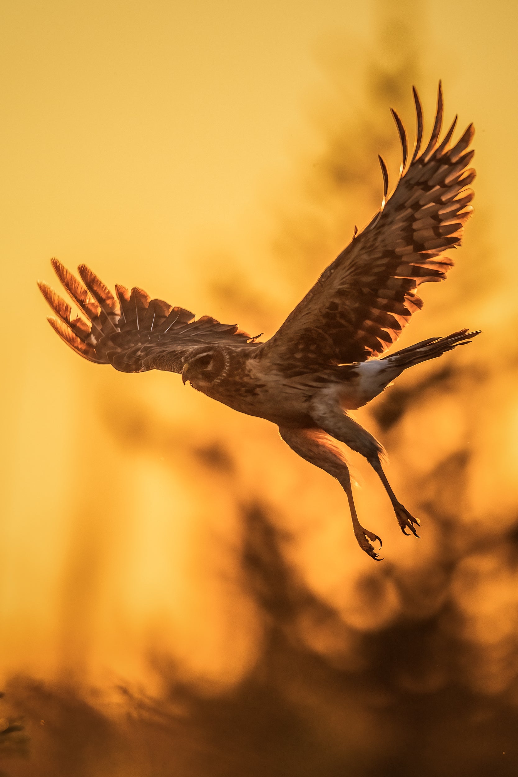 Hen Harrier 011