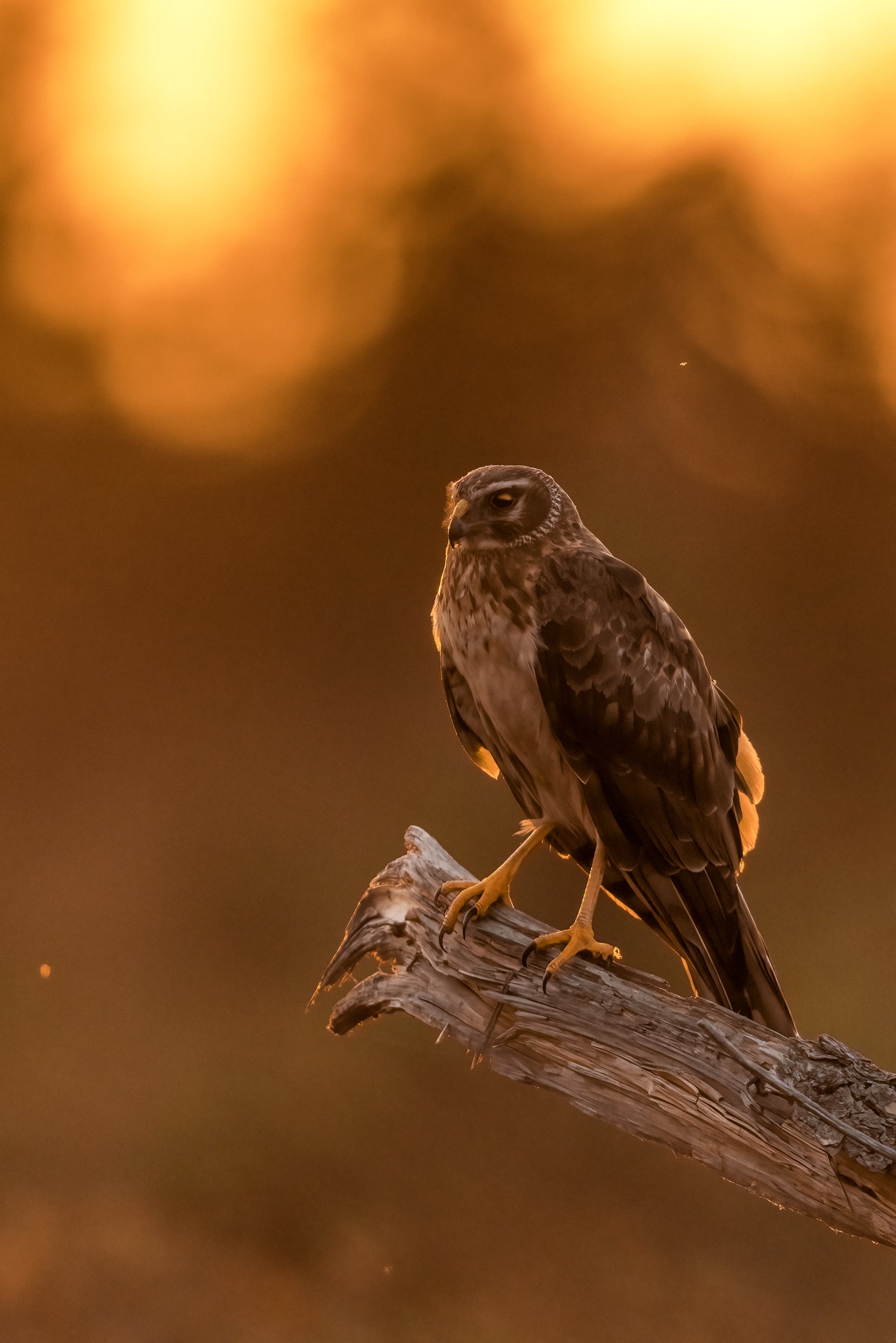 Hen Harrier 014