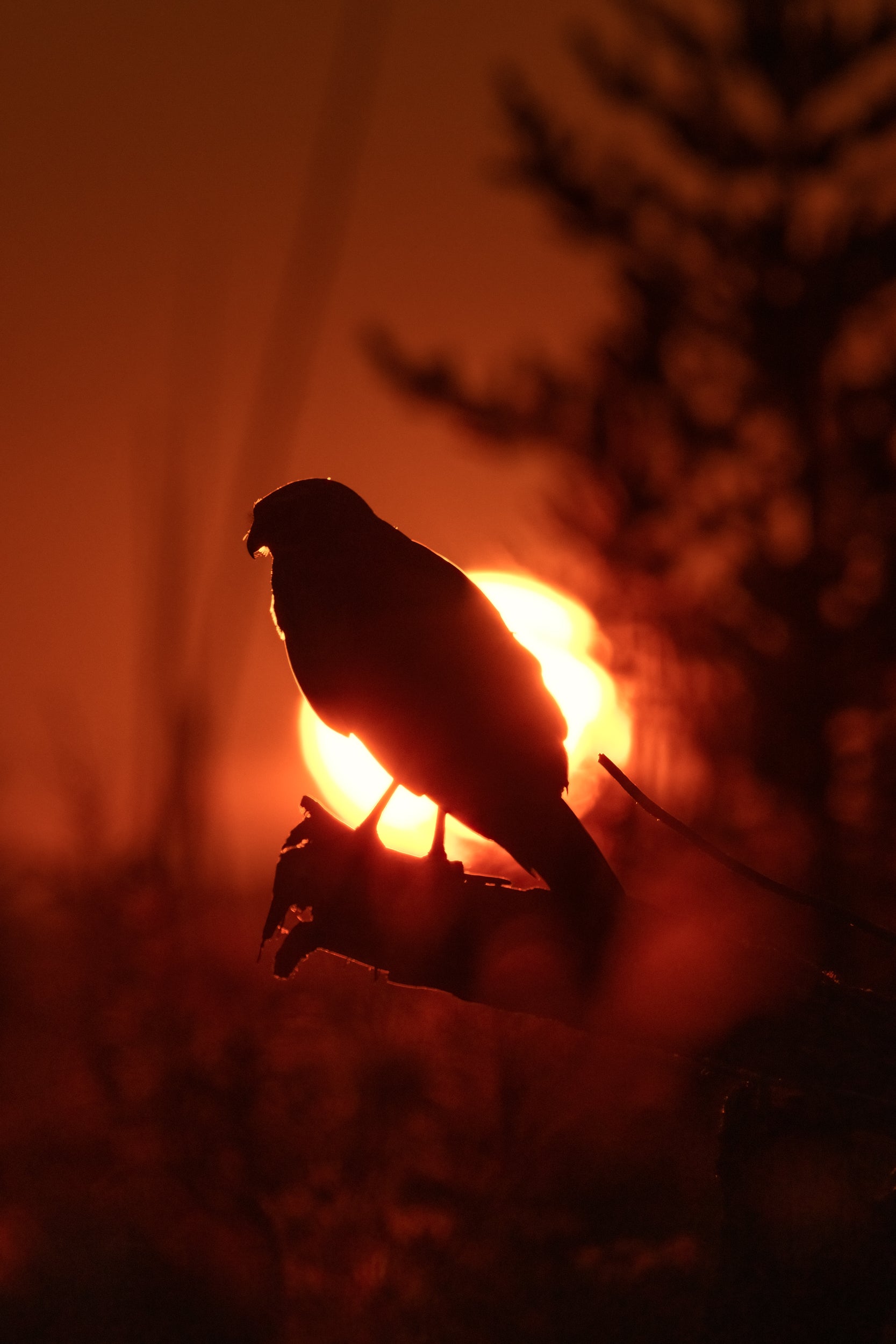 Hen Harrier 015