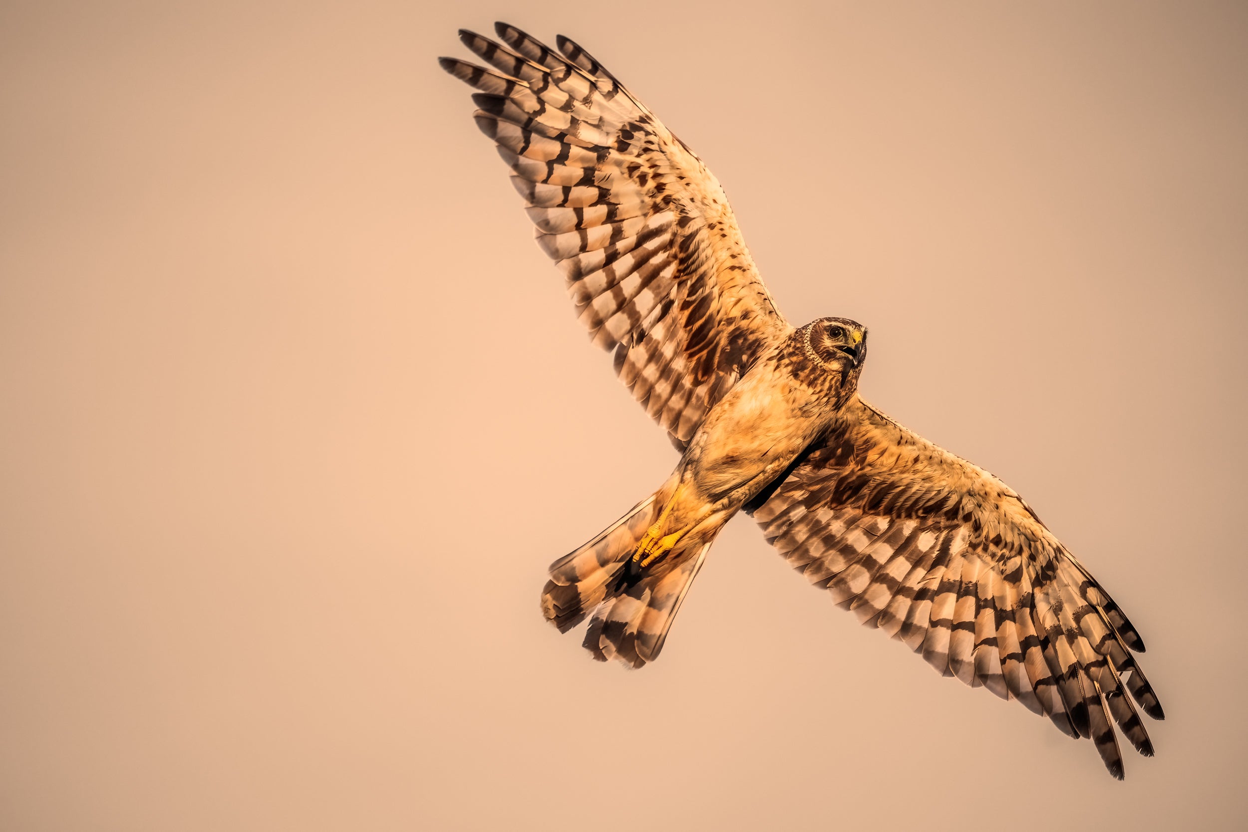 Hen Harrier 001