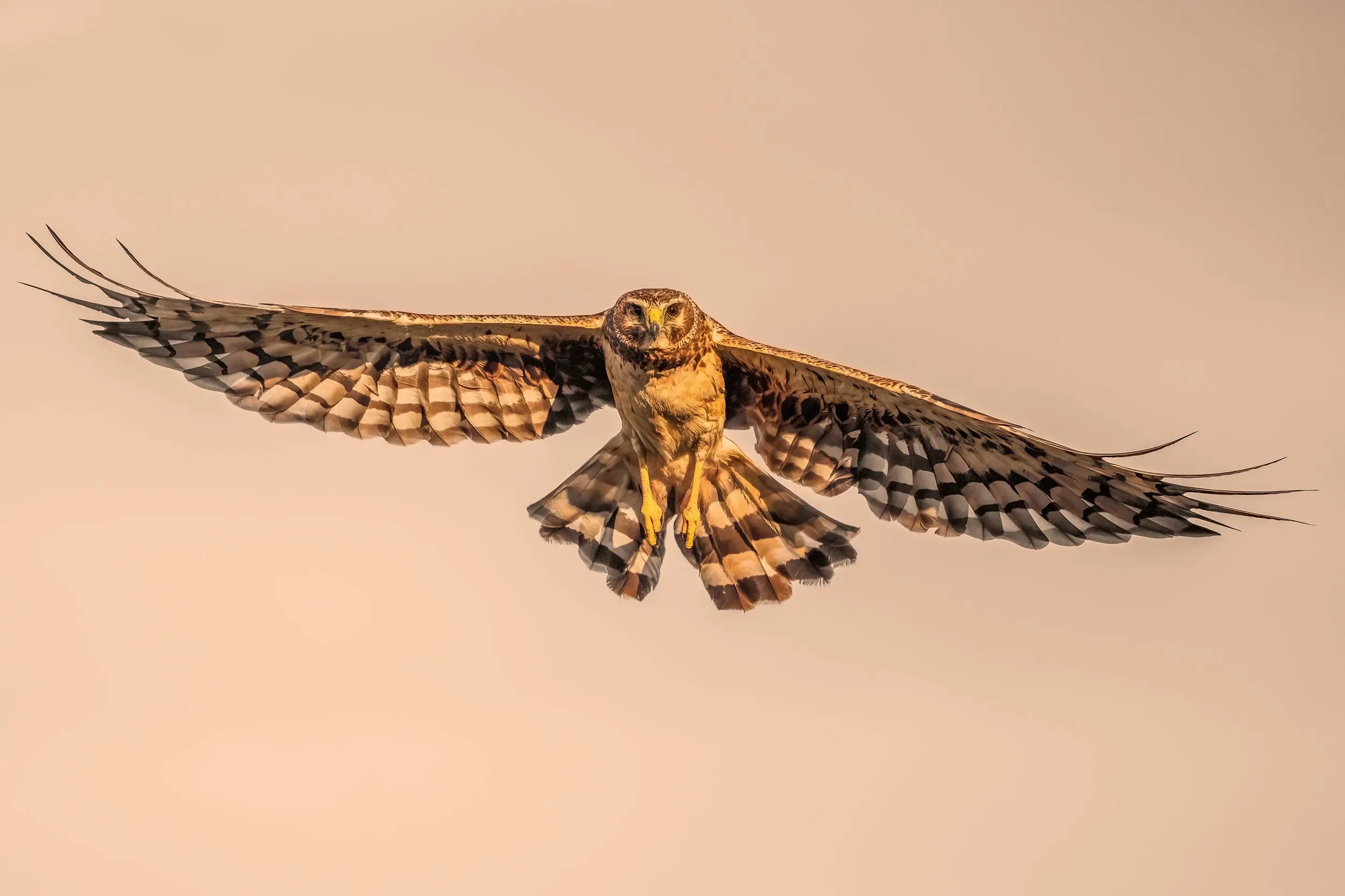 Hen Harrier 002 – Jean-Simon Bégin - Photographe Animalier et Artiste ...