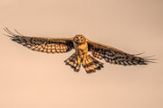 Hen Harrier 002