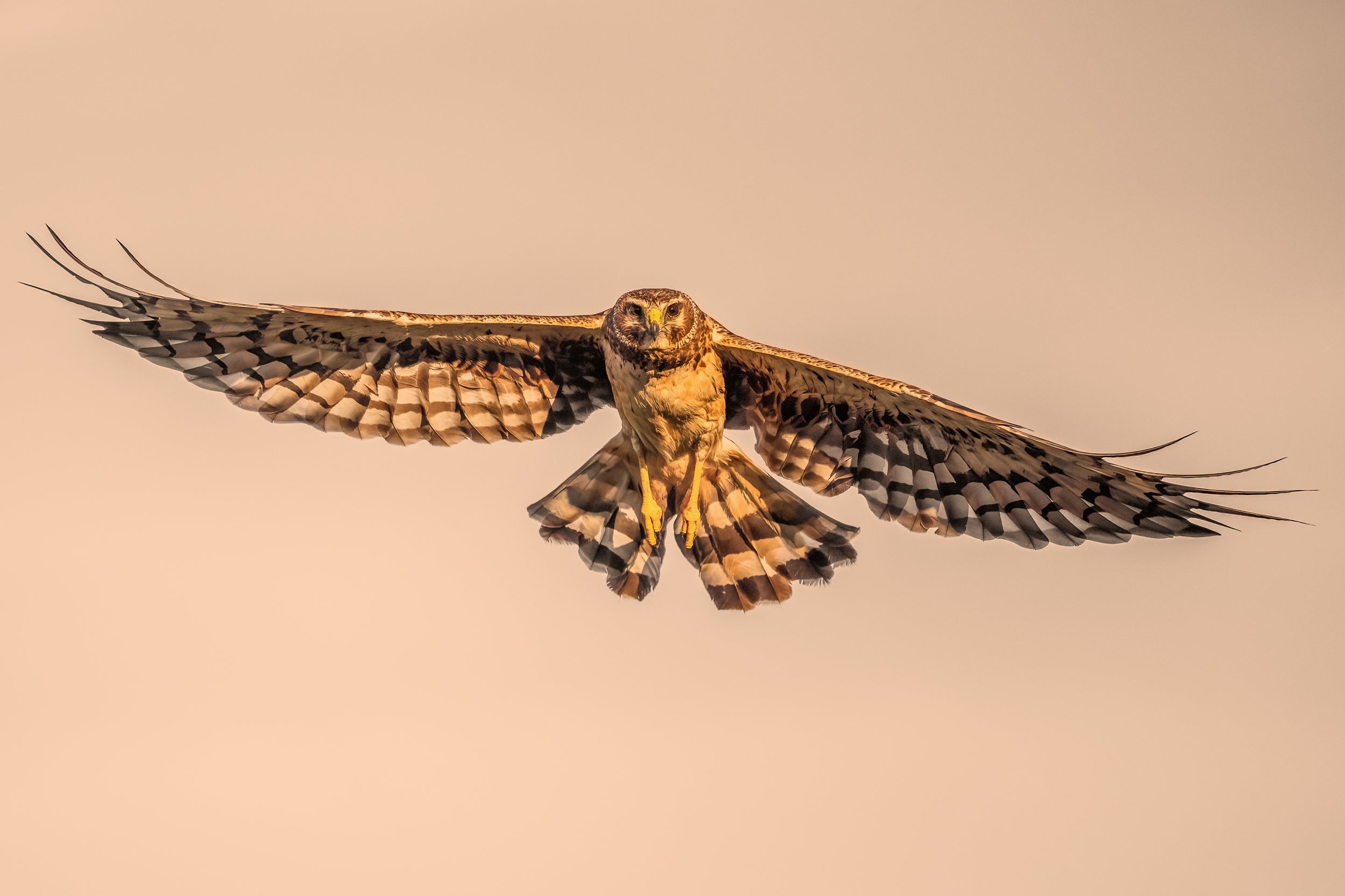 Hen Harrier 002